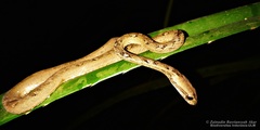 Painted Mock Viper photo 4