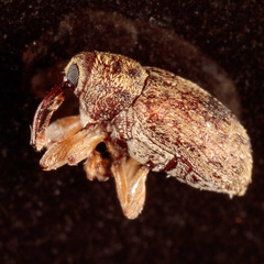 Lignyodes bischoffi