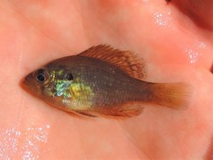 Enneacanthus gloriosus