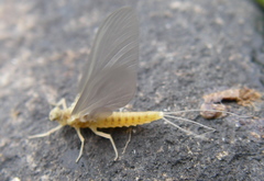 Ephemerella invaria
