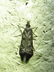 Dichomeris inversella