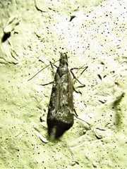 Dichomeris inversella