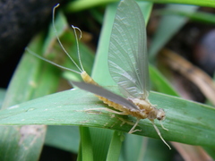 Ephemerella invaria