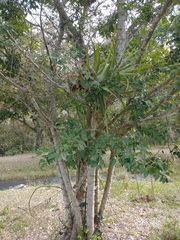 Pithecellobium lanceolatum