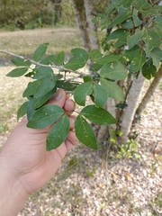 Pithecellobium lanceolatum