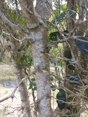 Pithecellobium lanceolatum