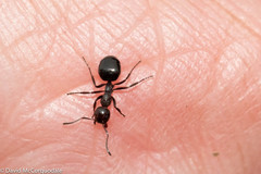 Dolichoderus taschenbergi