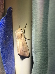 Leucania phragmitidicola