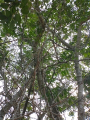 Pithecellobium lanceolatum