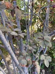 Prunus
