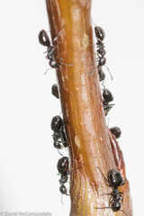 Dolichoderus taschenbergi