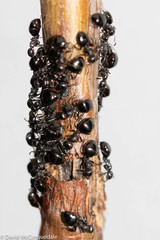 Dolichoderus taschenbergi