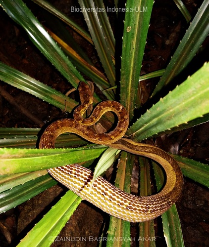 Photo of a Painted Mock Viper (Psammodynastes pictus)