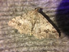 Macaria pinistrobata