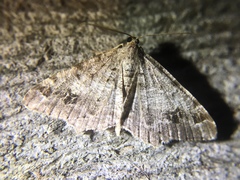 Macaria pinistrobata