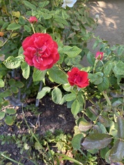 Rosa