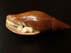 Isara carbonaria