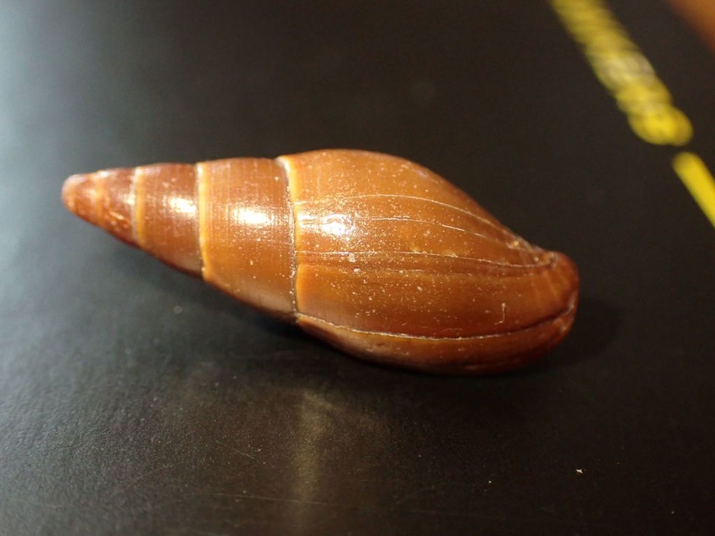 Isara carbonaria