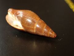 Isara carbonaria
