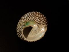 Chlorodiloma adelaidae