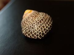 Chlorodiloma adelaidae