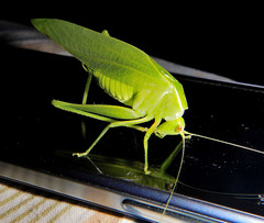 Chloroscirtus forcipatus