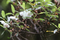 Eucryphia lucida