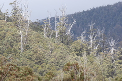 Eucalyptus regnans