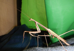 Phasmomantis