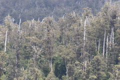 Eucalyptus regnans