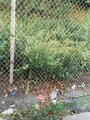 Artemisia vulgaris