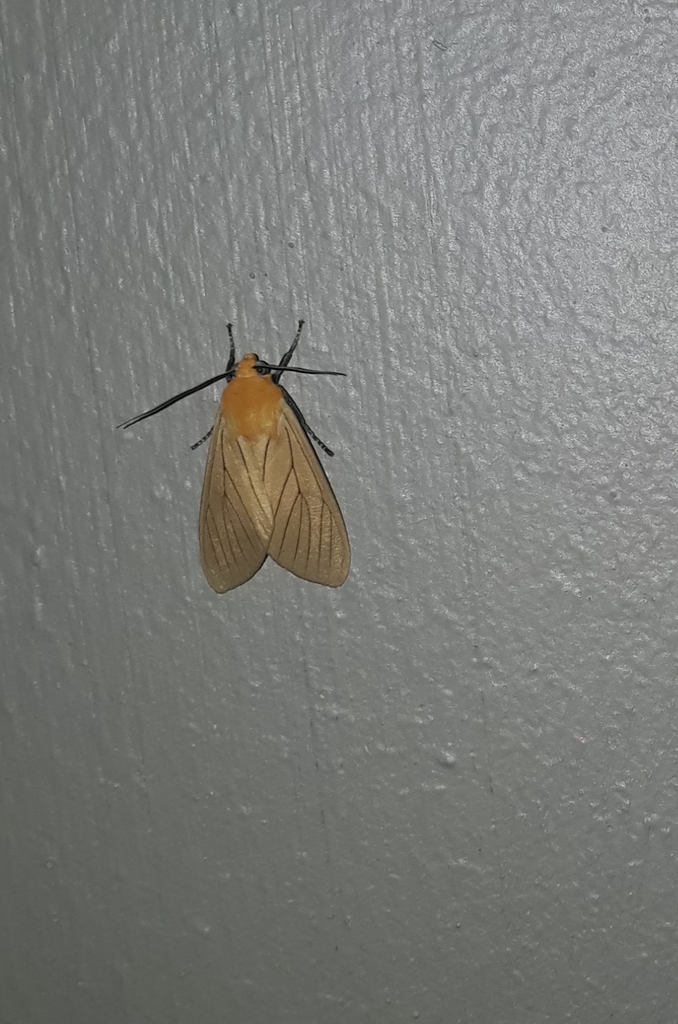 Melese venata