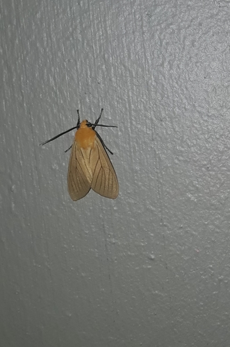 Melese venata
