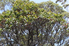 Eucalyptus subcrenulata