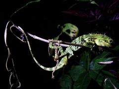 Pseudocalotes tympanistriga