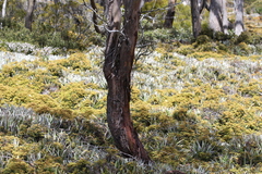 Eucalyptus subcrenulata