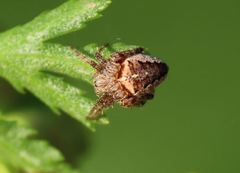 Araneus diadematus