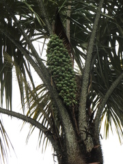 Astrocaryum aculeatum