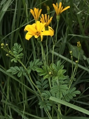 Tagetes zypaquirensis