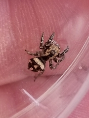 Habronattus fallax
