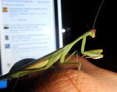 Stagmomantis fraterna