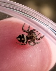 Habronattus fallax