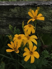 Tagetes zypaquirensis