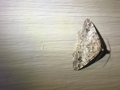 Macaria pinistrobata