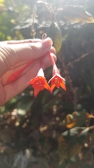 Fuchsia triphylla