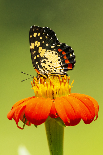 Eumeda Checkerspot