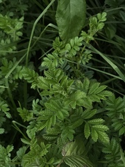 Tagetes zypaquirensis