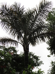 Astrocaryum aculeatum