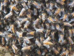Apis dorsata