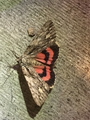 Catocala coccinata